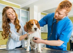 What gives a veterinarian diploma