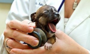 Ветеринарна медицина