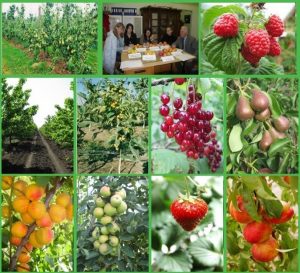 Кафедра садівництва, виноградарства, біології і хімії