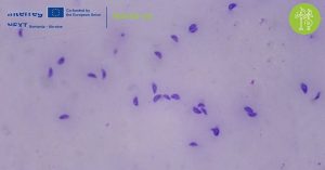 Autumn Brings Heightened Risk of Zoonotic Diseases in Ukraine-Romania Border Region: SMS-RO-UA in action