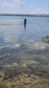 Work of Black Sea Algae Knowledge Hub in OSAU, AlgaeRevive - BSB00091