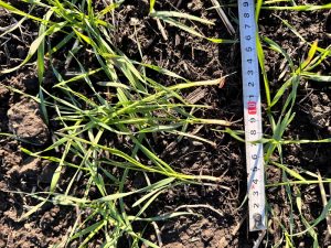 ПЕРСПЕКТИВНІСТЬ АГРАРНОЇ НАУКИ