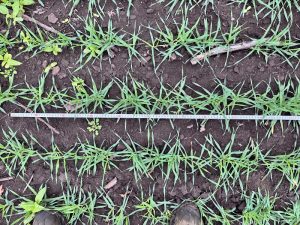 ПЕРСПЕКТИВНІСТЬ АГРАРНОЇ НАУКИ