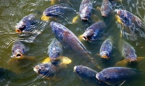 Водні біоресурси та аквакультура