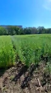Відбулося засідання студентського наукового гуртка «Селекціонер»